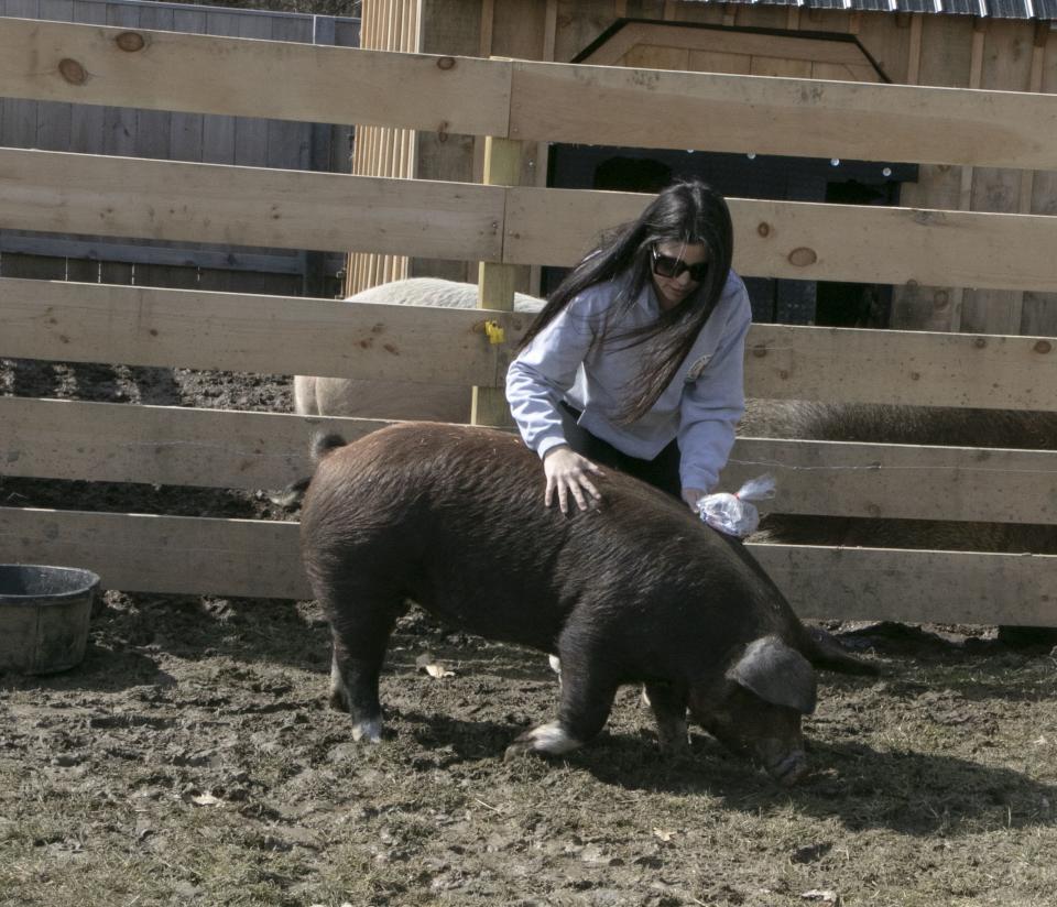 Abandoned Boston pig finds new home in NH