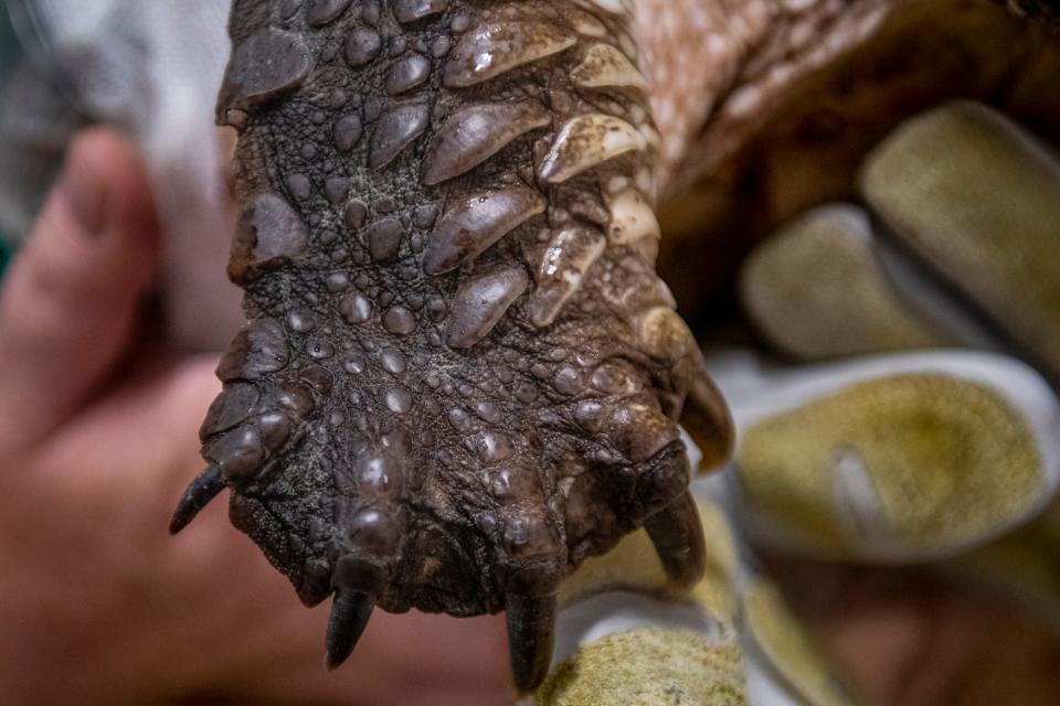 Center for Wildlife Executive Director Kristen Lamb holds an injured snapping turtle's limb on Oct. 7, 2021, in the CFW medical center in Cape Neddick, Maine.