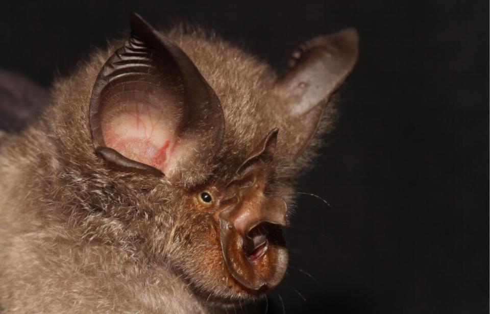 <span class="caption">Chauve-souris Rhinolophus smithersi.</span> <span class="attribution"><a class="link " href="https://fr.wikipedia.org/wiki/Rhinolophe#/media/Fichier:Rhinolophus_smithersi.jpg" rel="nofollow noopener" target="_blank" data-ylk="slk:Taylor, Stoffberg, Monadjem, Schoeman, Bayliss & Cotterill;elm:context_link;itc:0;sec:content-canvas">Taylor, Stoffberg, Monadjem, Schoeman, Bayliss & Cotterill</a>, <a class="link " href="http://creativecommons.org/licenses/by/4.0/" rel="nofollow noopener" target="_blank" data-ylk="slk:CC BY;elm:context_link;itc:0;sec:content-canvas">CC BY</a></span>