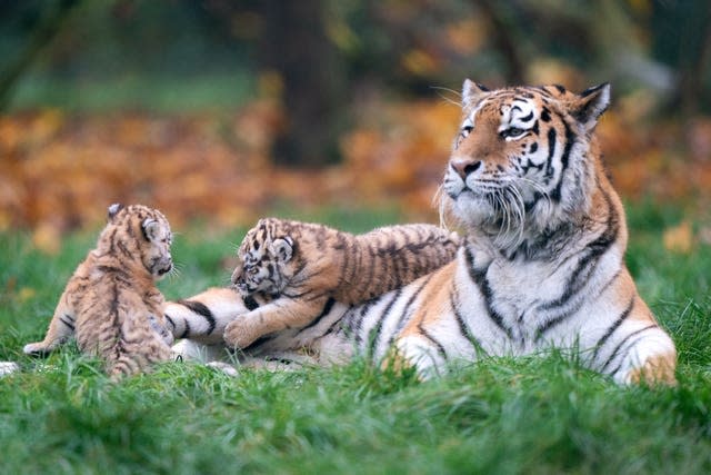 Brother and sister tiger cubs explore their enclosure at zoo
