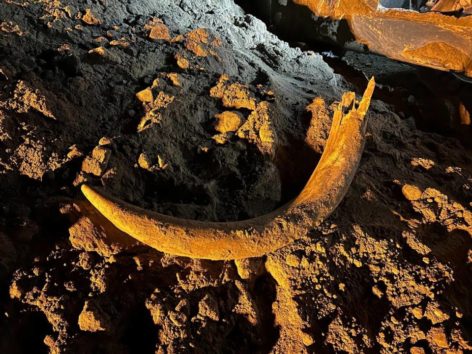 En esta foto compartida por Coleman Fredricks, mineros desenterraron un colmillo de mamut en mayo de 2023 en Beulah, Dakota del Norte. El colmillo mide 2.13 metros (7 pies) y llevaba miles de años bajo tierra.
