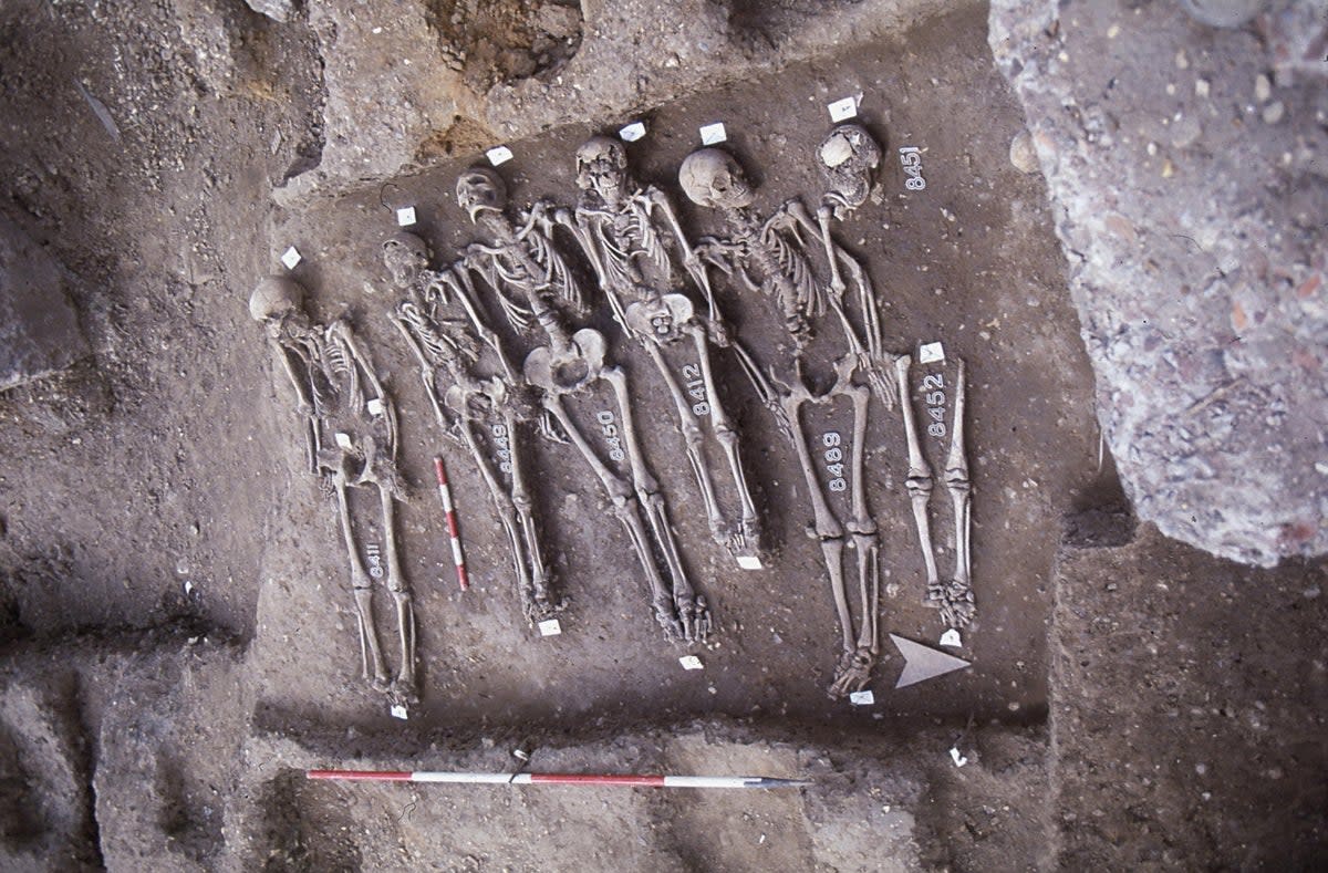The skeletons of victims of the Black Death found in London (Museum of London Archaeology/PA) (PA Media)