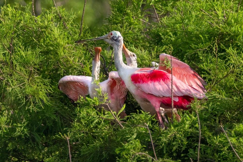 An adult roseate spoonbill with two chicks.