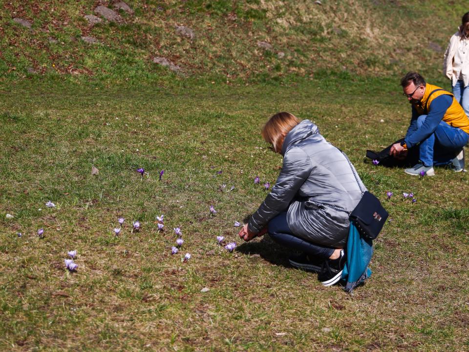 Tourists take pictures of blooming crocus flowers by the Wawel Royal Castle during a sunny Saturday in Krakow, Poland on March 18, 2023.