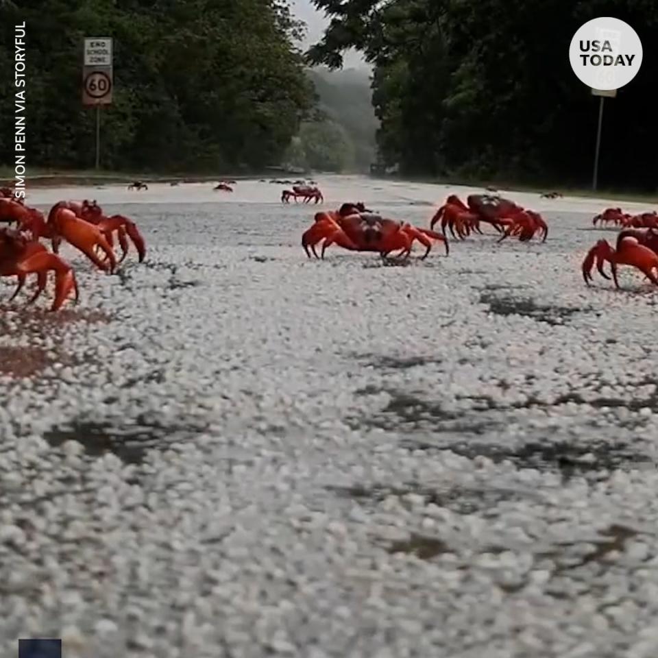 Red crabs are migrating across Christmas Island