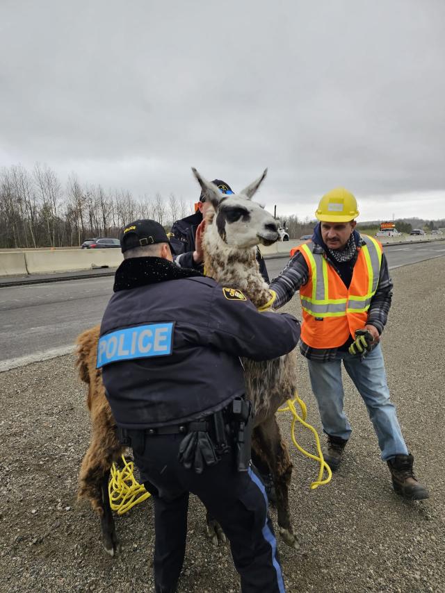 Escaped llama corralled on Highway 400