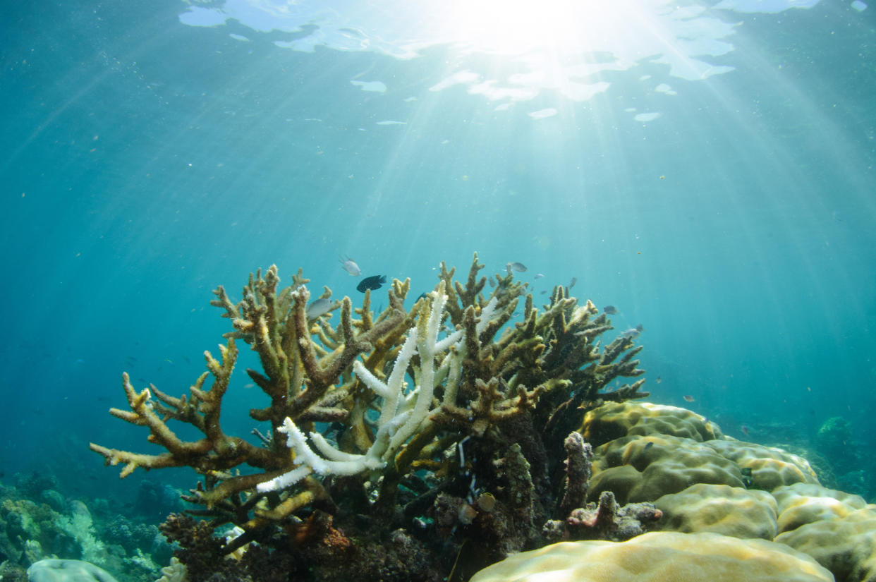 Coral mortality--dead coral overgrown with algae on the Great Barrier Reef in Australi following a mass bleaching event.