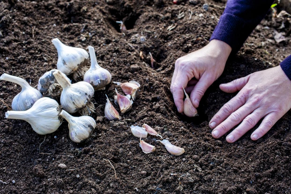 How to Plant Garlic from a Clove