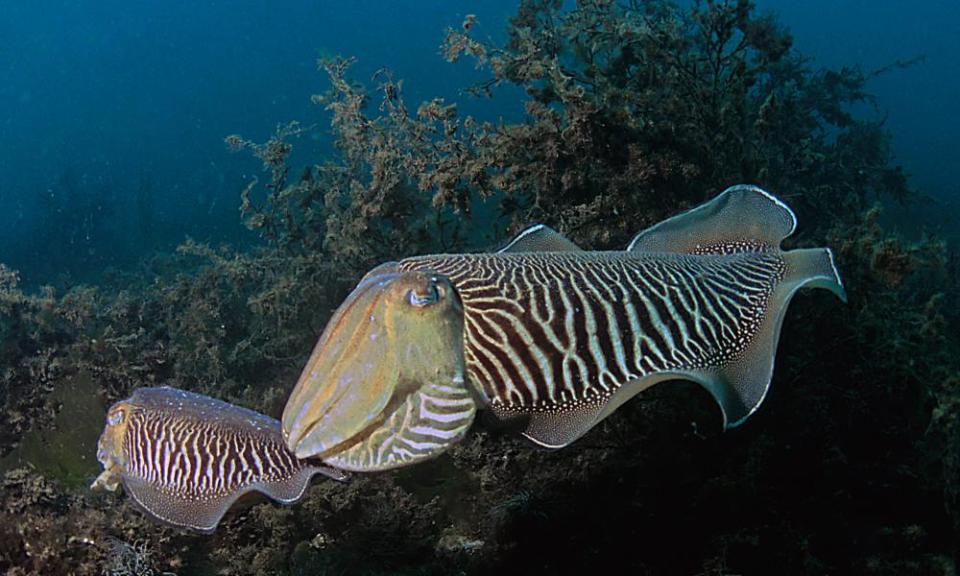 Cuttlefish waiting for the right moment