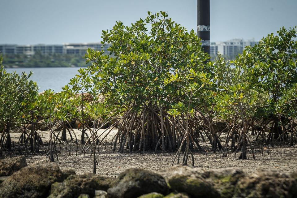 Mangroves planted by MANG continue to thrive on artificial islands in the Intracoastal Waterway off Lake Worth Beach and West Palm Beach, Fla., on Thursday, June 9, 2022.