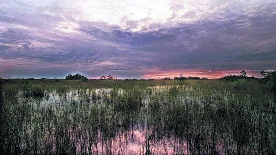 El amplio y costoso esfuerzo por restaurar el flujo de agua de los Everglades es un punto de atención para los ecologistas de la Florida.