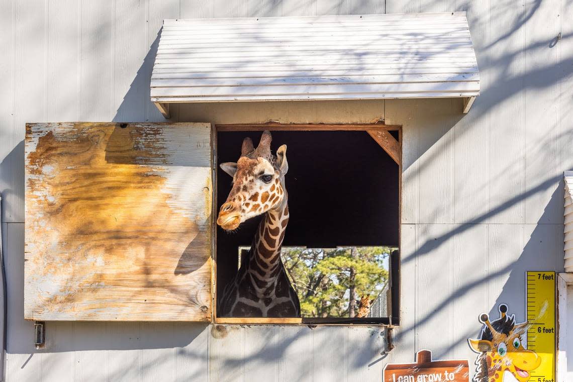 A giraffe at Aloha Safari Zoo at 159 Mini Lane in Cameron, NC. National Land Realty
