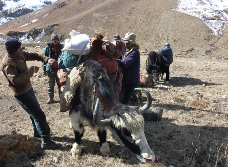 Traders from Pakistan's northern Hunza valley load their luggage on yaks brought from the Wakhan Corridor in northern Afghanistan