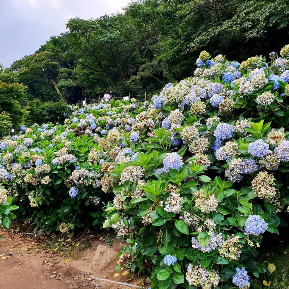 2019年竹子湖繡球花季自5月18日到6月9日登場，想賞花的民眾可以搭乘公車去。   圖：翻攝高家繡球花田官網