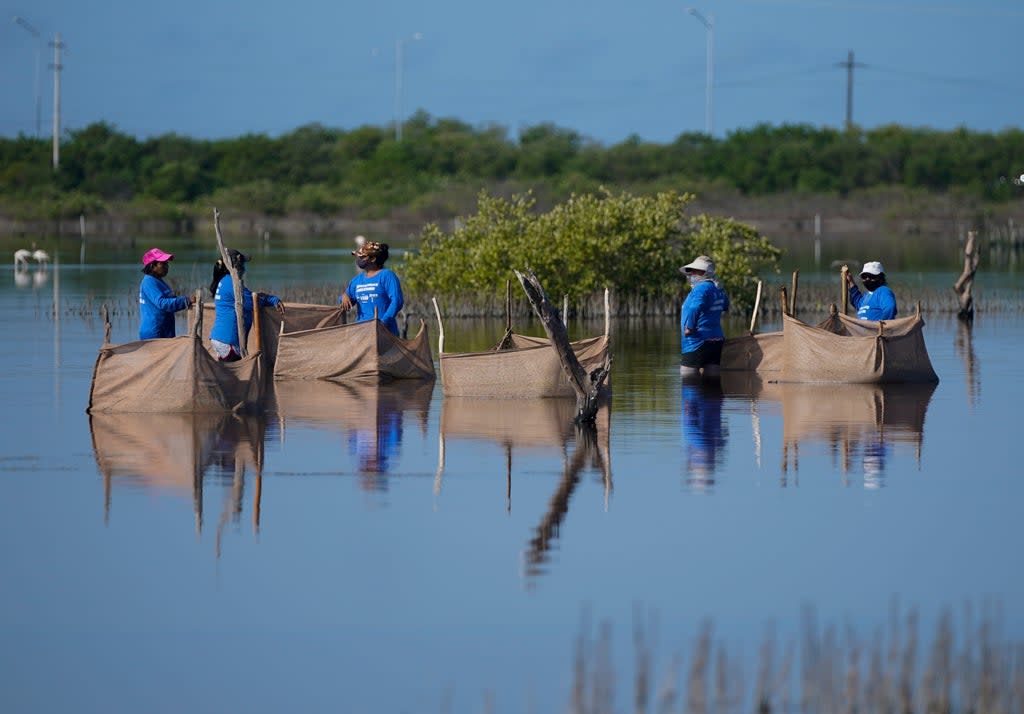 Mexico Climate Mangroves (Copyright 2021 The Associated Press. All rights reserved.)