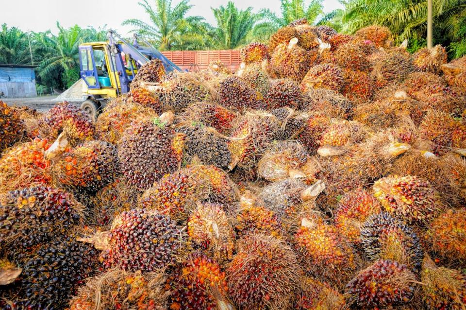 棕櫚油又名棕油，是一種對棕櫚科油棕屬植物油泛稱，來自油棕（Elaeis guineensis）的果實。( pixabay圖庫)