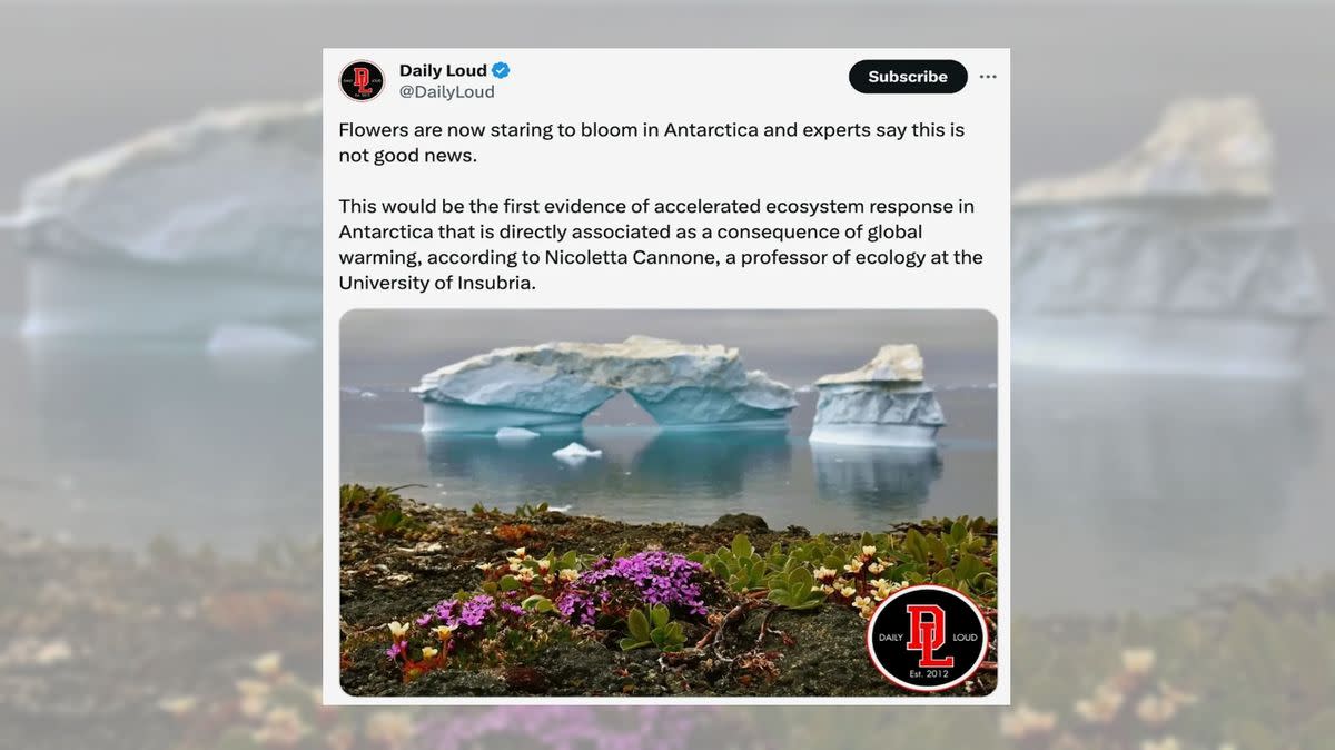Flowers blooming in Antarctica?. 