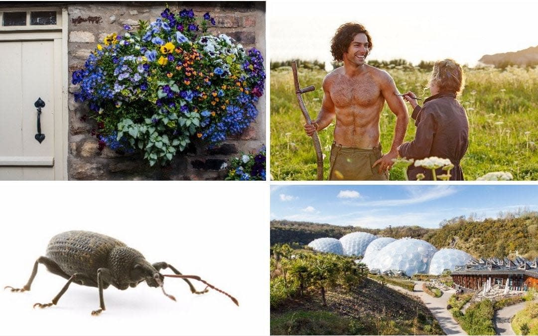 From top left clockwise: Britain in Bloom, scything, the Eden Project and vine weevils are all set for 2018 - Getty; BBC/PA; Alamy