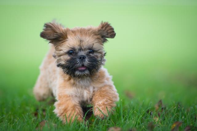 Shih Tzu Puppies: Cute Pictures and Facts