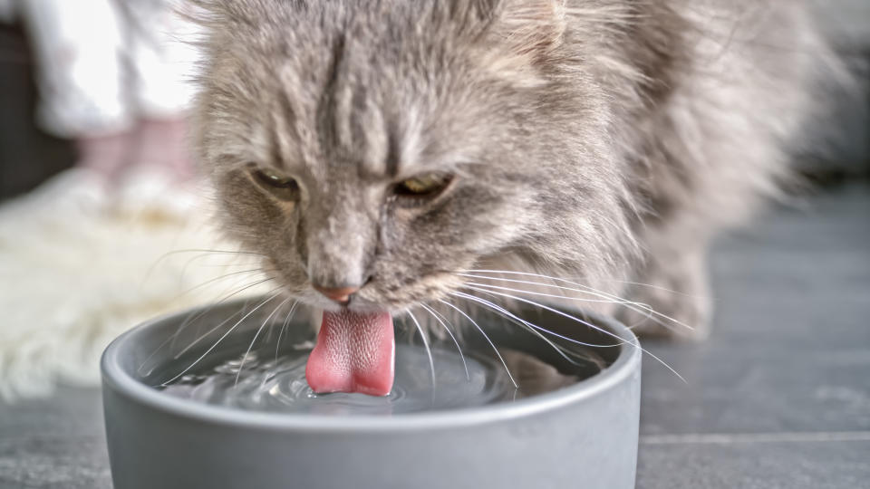 Bei großer Hitze ist es besonders wichtig, dass Katzen ausreichend Wasser zu sich nehmen, (Symbolbild: Getty)