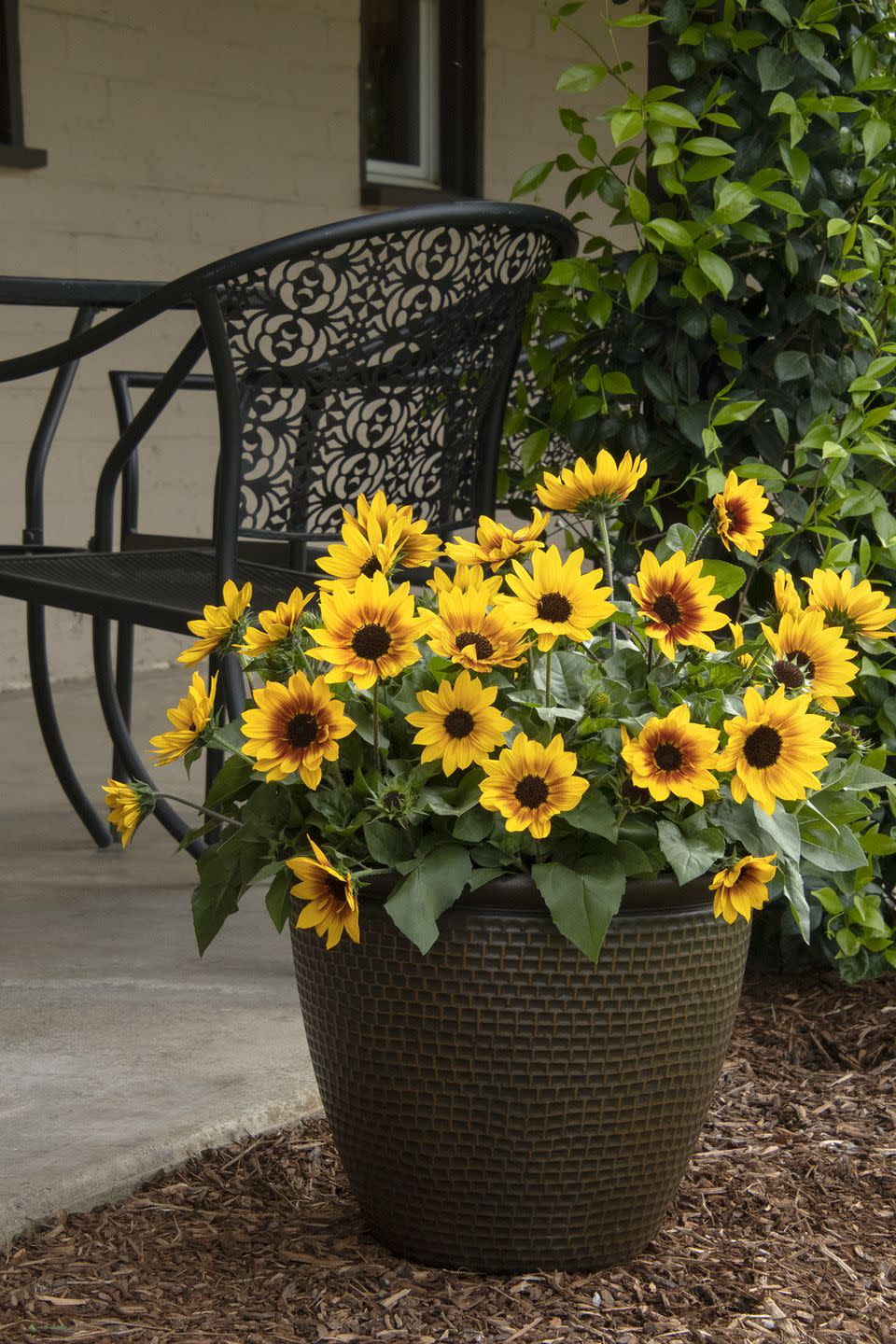 summer flowers, sunflowers in a pot outdoors