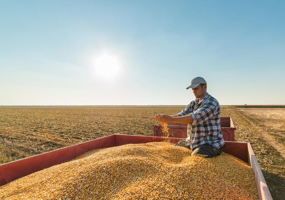 Person running corn through hands in a trailer on a sunny day on a farm.