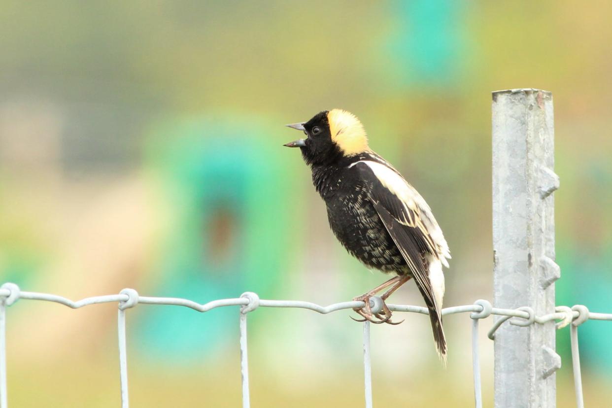 Male Bobolink sings in early May with playground slide in the background.