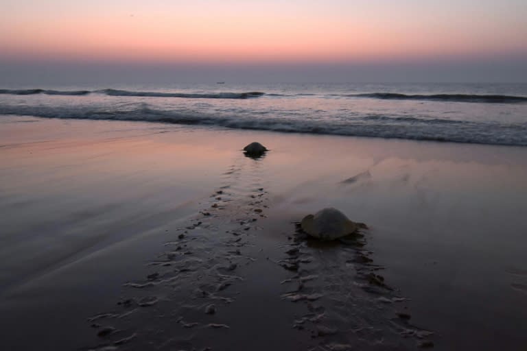 Olive ridley turtles navigate thousands of miles of open ocean to reach Odisha, where they come ashore in numbers not seen anywhere else in the world