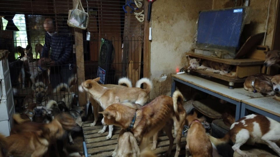 Dozens of dogs, the animal rights group say mostly malnourished and infected by parasites, are crammed inside a tiny house in Izumo, western Japan.