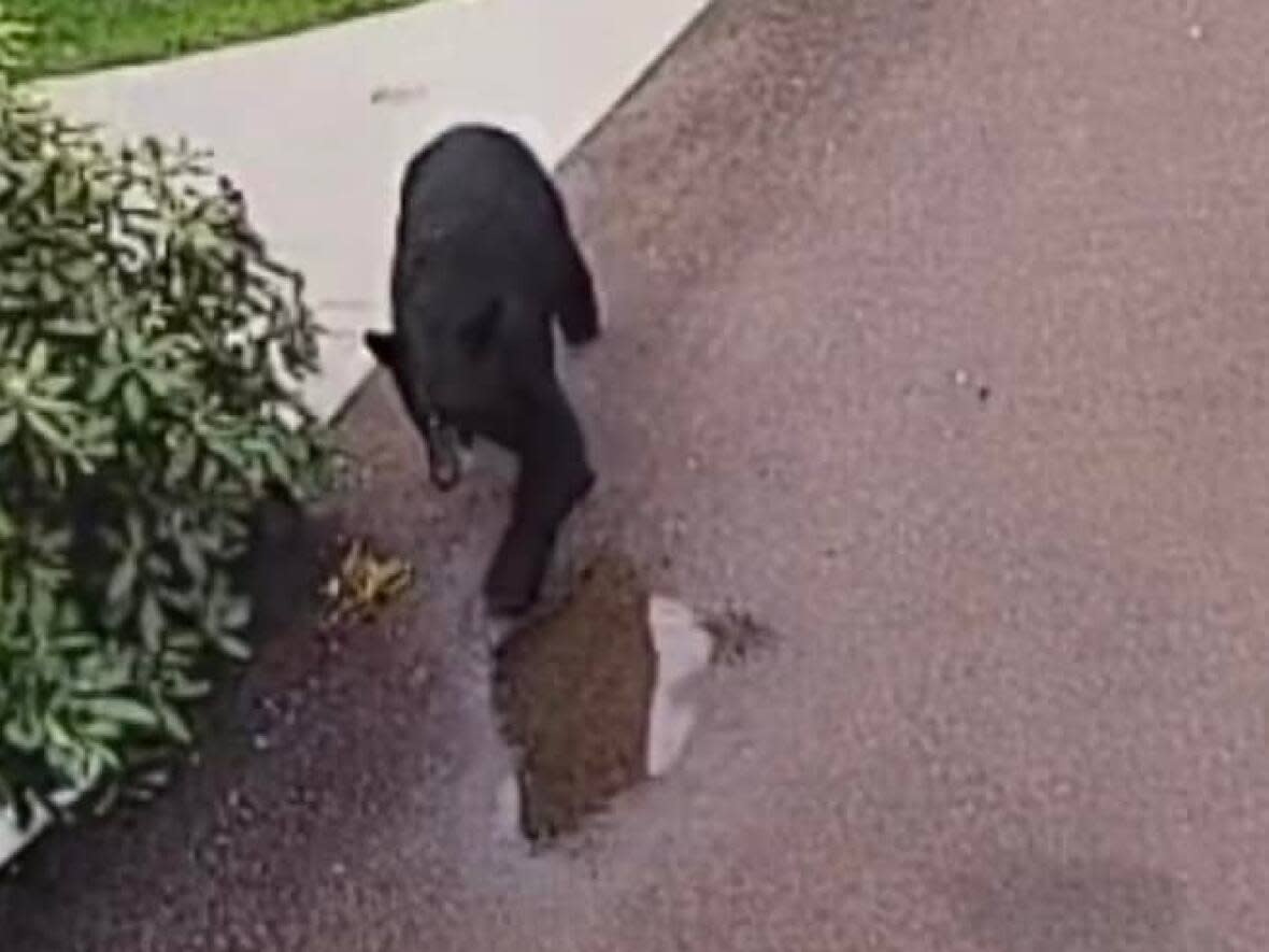 Kelly Landry just missed a black bear bounding up her driveway, but her home security footage captured the event. (Submitted by Kelly Landry - image credit)