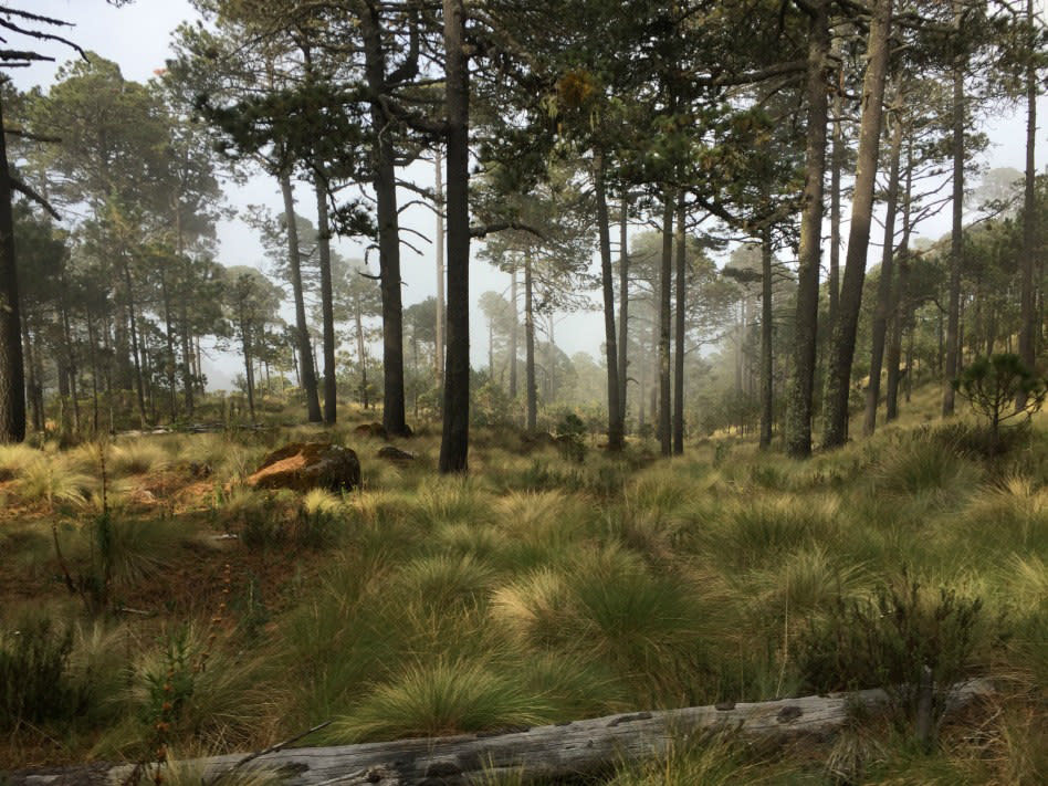 Fotografía del 8 de mayo de 2018, que muestra un bosque en la localidad de Perote, en el estado de Veracruz (México). Cumplido el objetivo de restaurar el millón de hectáreas que prometió la administración saliente al inicio de la legislatura en 2012, las políticas de reforestación de los bosques en México generan opiniones dispares sobre si es la mejor manera de manejar la cubierta forestal del país. Foto EFE/STR