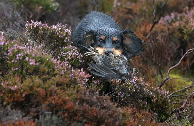 Grouse season