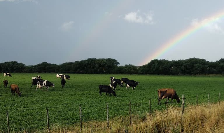 Un rodeo de ordeñe sobre sorgo de pastoreo precoz en Azucena