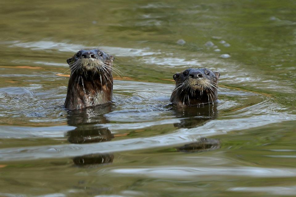 otters