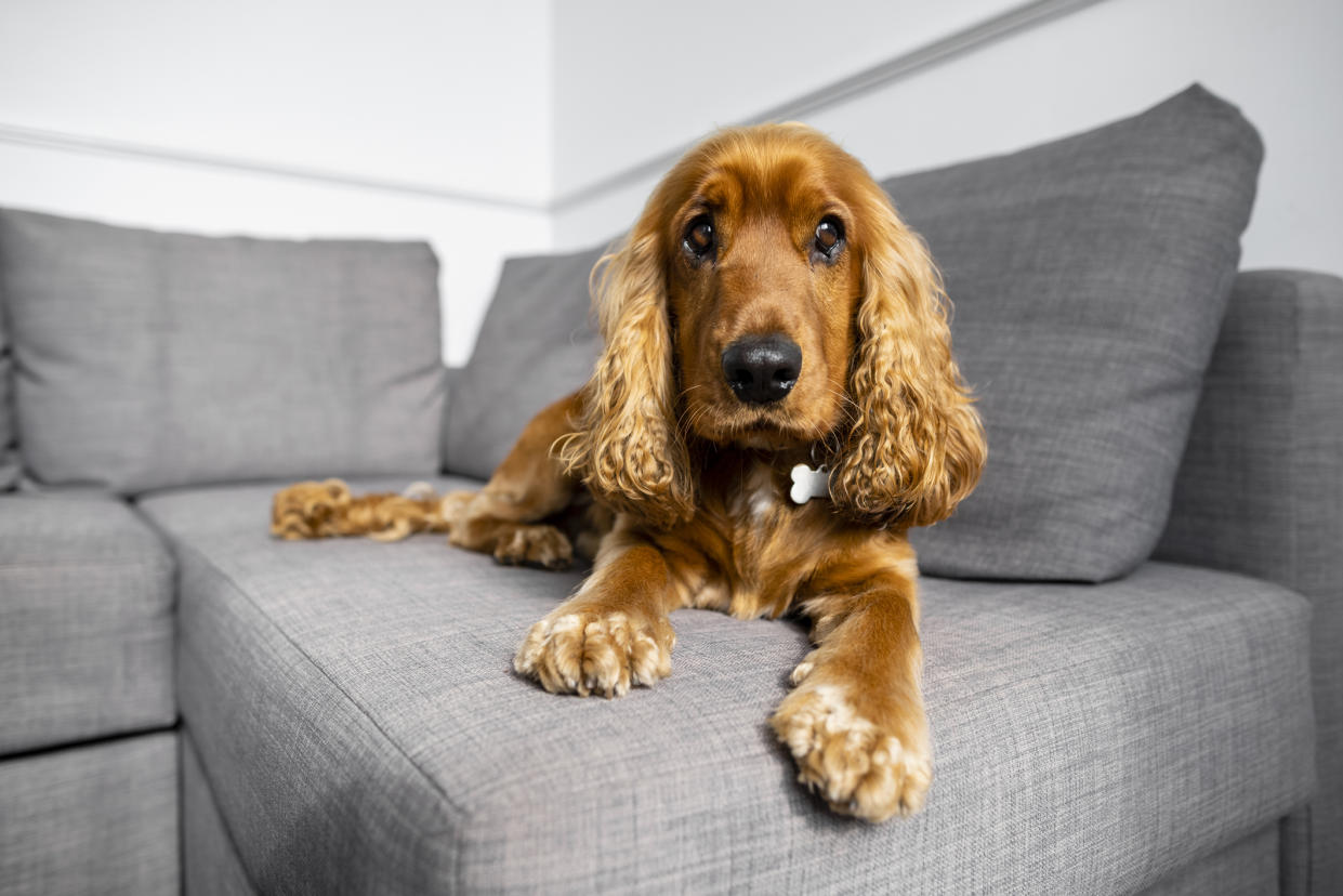 Cocker spaniel