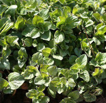 <p>color line / Flickr</p> Growing Oregano Plants