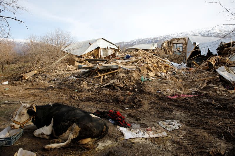 A cow sits next to damaged houses after an earthquake in Cevrimtas
