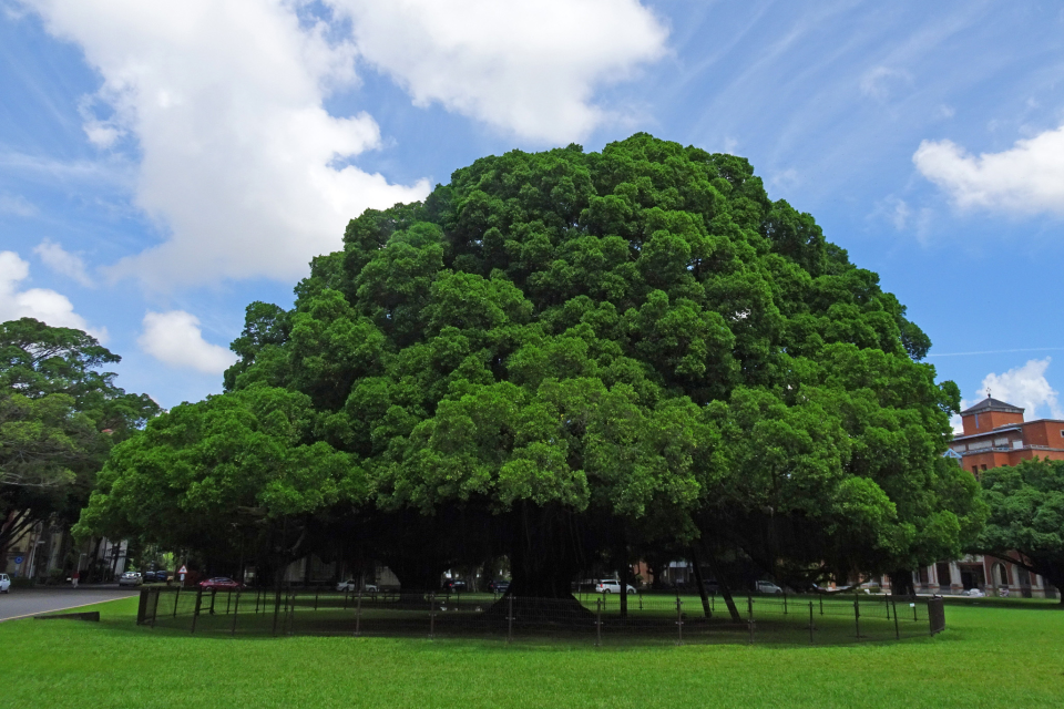 成大校景-榕園