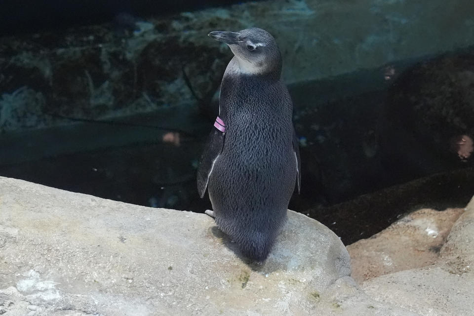 African penguin chick Fyn, born in August 2023, sits on a rock in the penguin exhibit at the California Academy of Sciences in San Francisco, Thursday, Feb. 8, 2024. The museum in San Francisco's Golden Gate Park has a bounty of African penguin chicks after 10 hatched in just over a year as part of an effort to conserve the endangered bird. (AP Photo/Jeff Chiu)