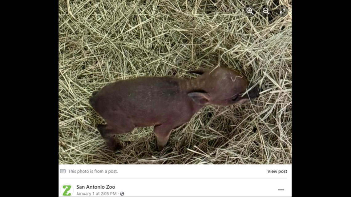 The San Antonio Zoo’s newborn babirusa. Screengrab from Facebook post by San Antonio Zoo.