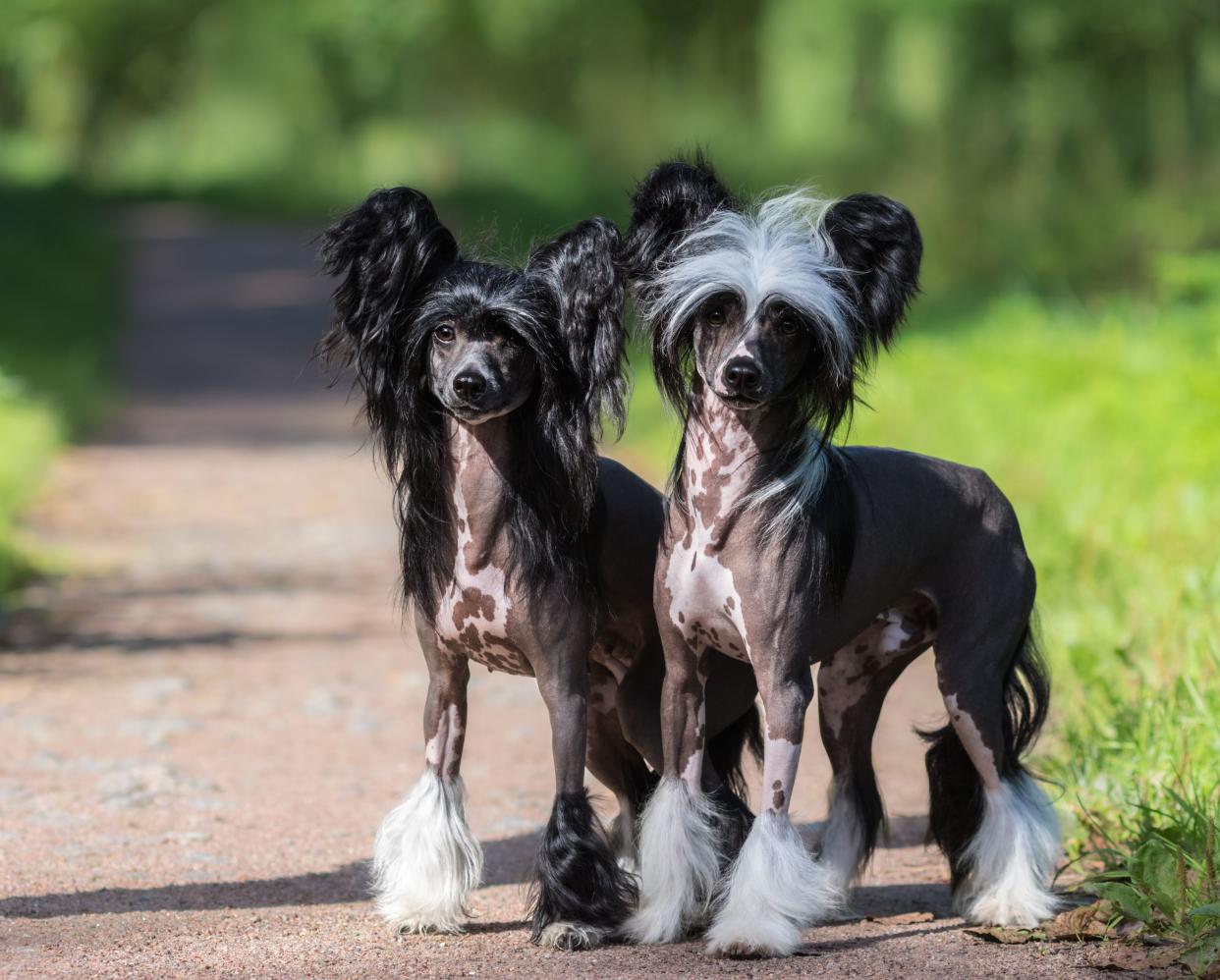 A male and a female Chinese Crested dogs standing together on the sidewalk, looking at the camera, with a blurred background of grass and trees