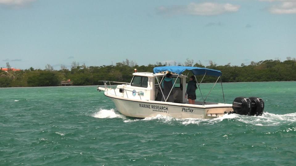 PHOTO: Every quarter, researchers venture into the Gulf of Mexico to tag sharks in an effort to understand better the rate of population rise. (Mote Marine Laboratory & Aquarium)