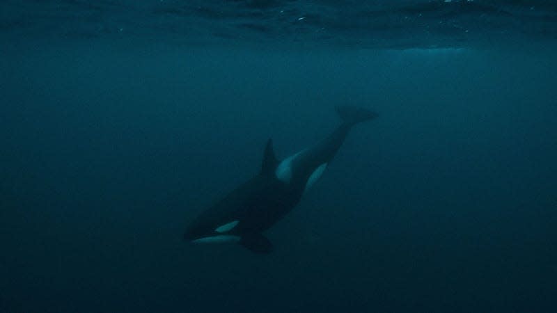 A photo of an orca under the sea. 