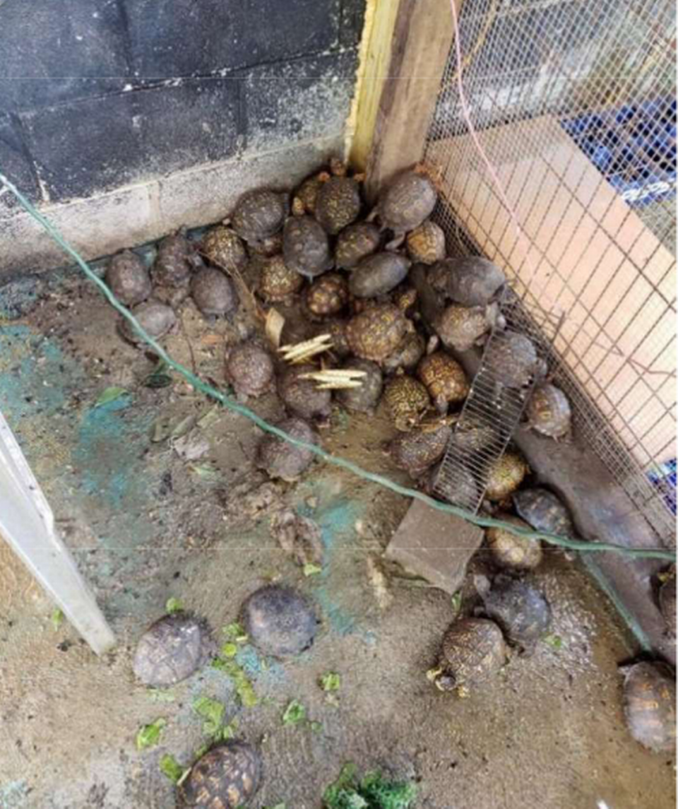 A Kentucky man was charged in September 2021 with illegally selling turtles. A wildlife officer took this photo of turtles at the man’s house.