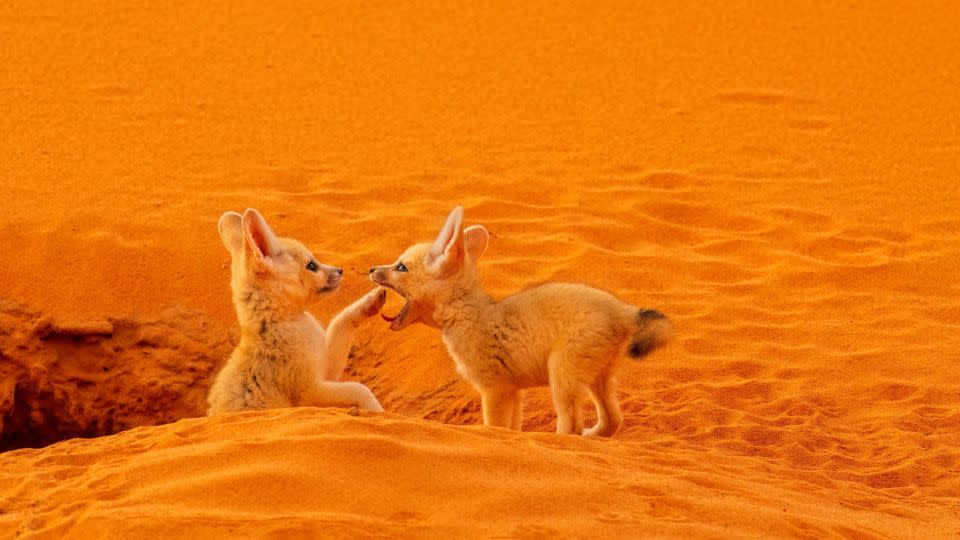 Lukas Zeman's shot captures a pair of desert foxes. - Lukas Zeman/Sony World Photography Awards