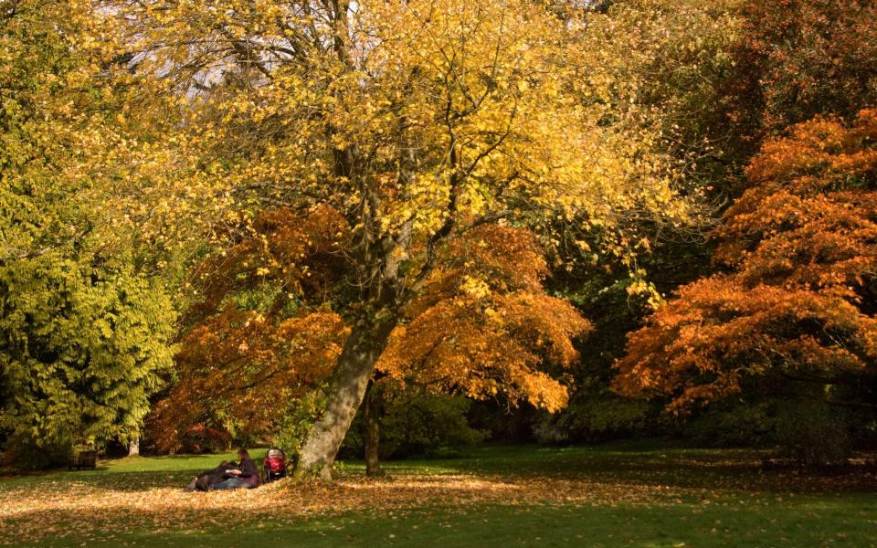 Trees, such as those in the National Trust's Stourhead Gardens, in Wiltshire have retained more leaves than usual this autumn - Christopher Jones /Alamy Stock Photo