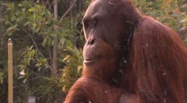 Zookeepers hope the new technology will keep Malu entertained to prevent future escape attempts. Picture: 7 News