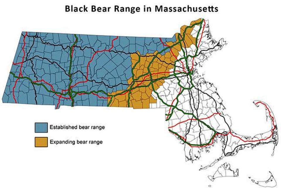 American black bears are continuing to expand their range in Massachusetts. According to the Massachusetts Division of Wildlife & Fisheries (mass.gov), the statewide population of bears is estimated to be more than 4,500 animals and is growing and expanding eastward.