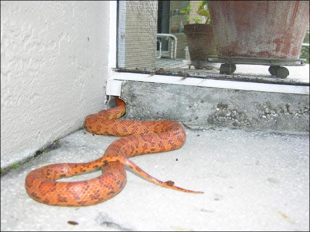 Uncovered holes, such as this patio pool drain, are inviting hiding spots for snakes in search of a cool place to rest and can allow a snake access to your home.