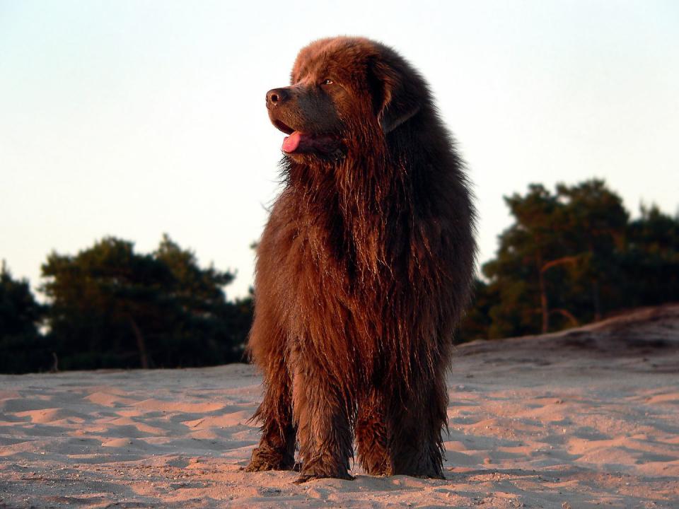 brown dog breeds newfoundland